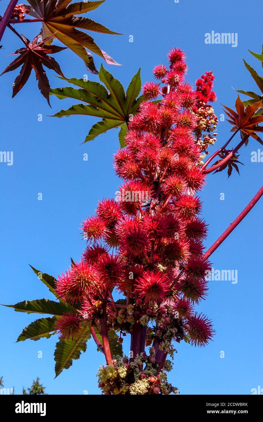 Rizinusölpflanze Ricinus communis 'Red Giant' giftige Pflanzen Stockfoto