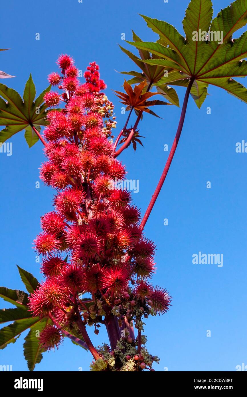 Ricinus communis 'Red Giant' Rizinusölpflanze, giftige Früchte der Rizinusbohne Stockfoto