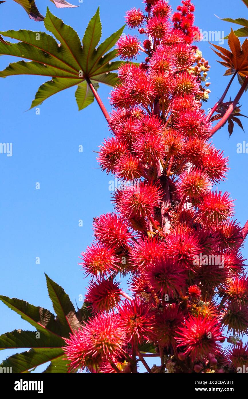 Rizinusbohnen Ricinus communis 'Red Giant' giftige Früchte in Samenschoten Rizinusölwerk Stockfoto