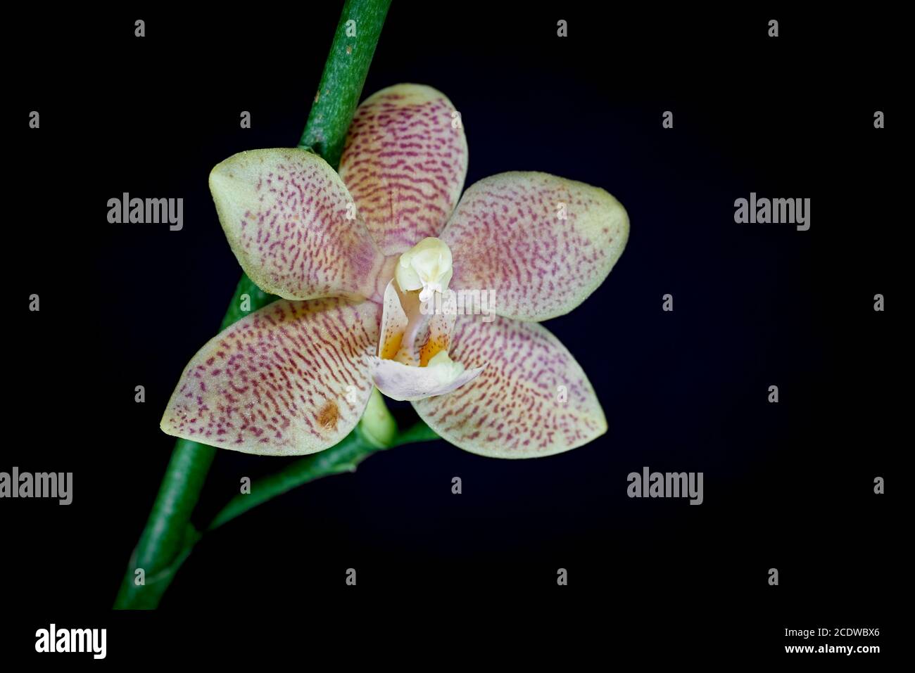 Blüte einer Orchidee mit schwarzem Hintergrund Stockfoto
