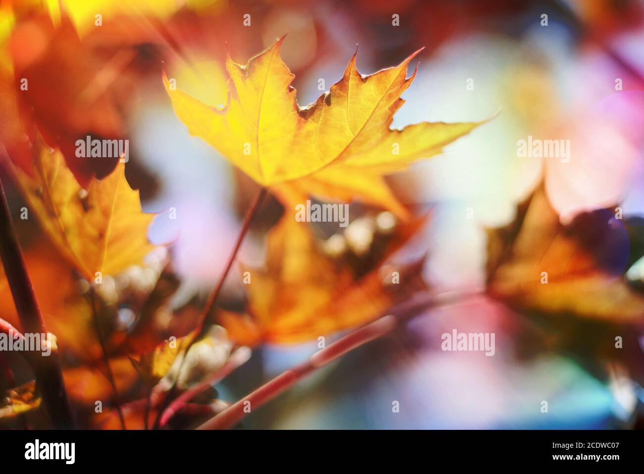 Herbstfarben Blätter Stockfoto