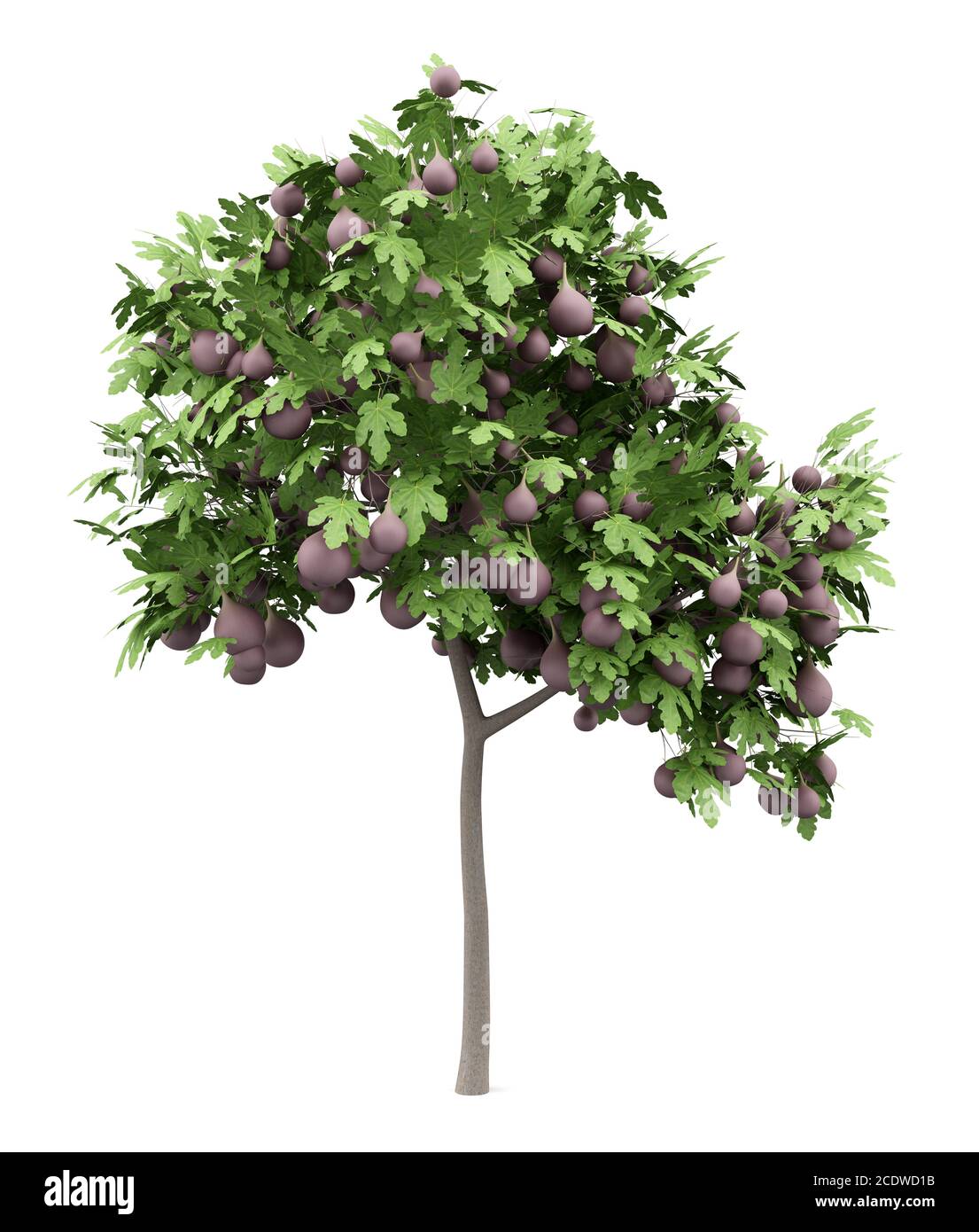 Gewöhnlicher Feigenbaum mit Feigen isoliert auf weißem Hintergrund Stockfoto