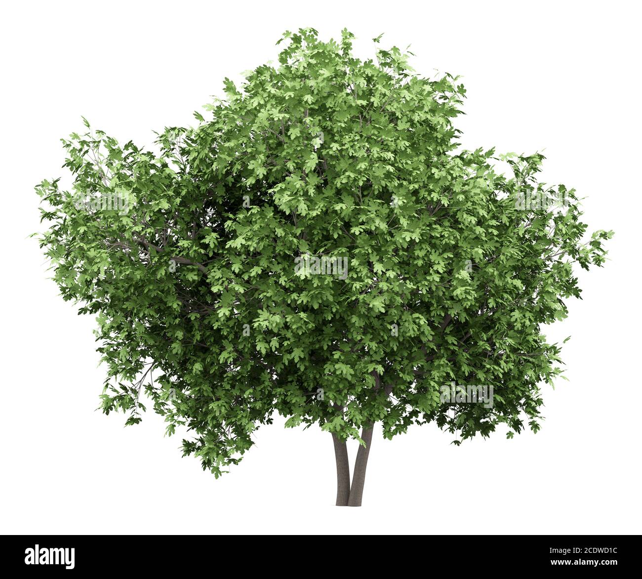 Gewöhnlicher Feigenbaum isoliert auf weißem Hintergrund Stockfoto