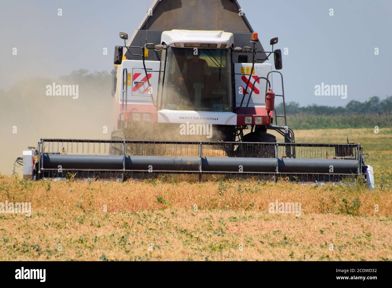 Erbsen mit einem Mähdrescher ernten. Erbsen von den Feldern ernten. Stockfoto