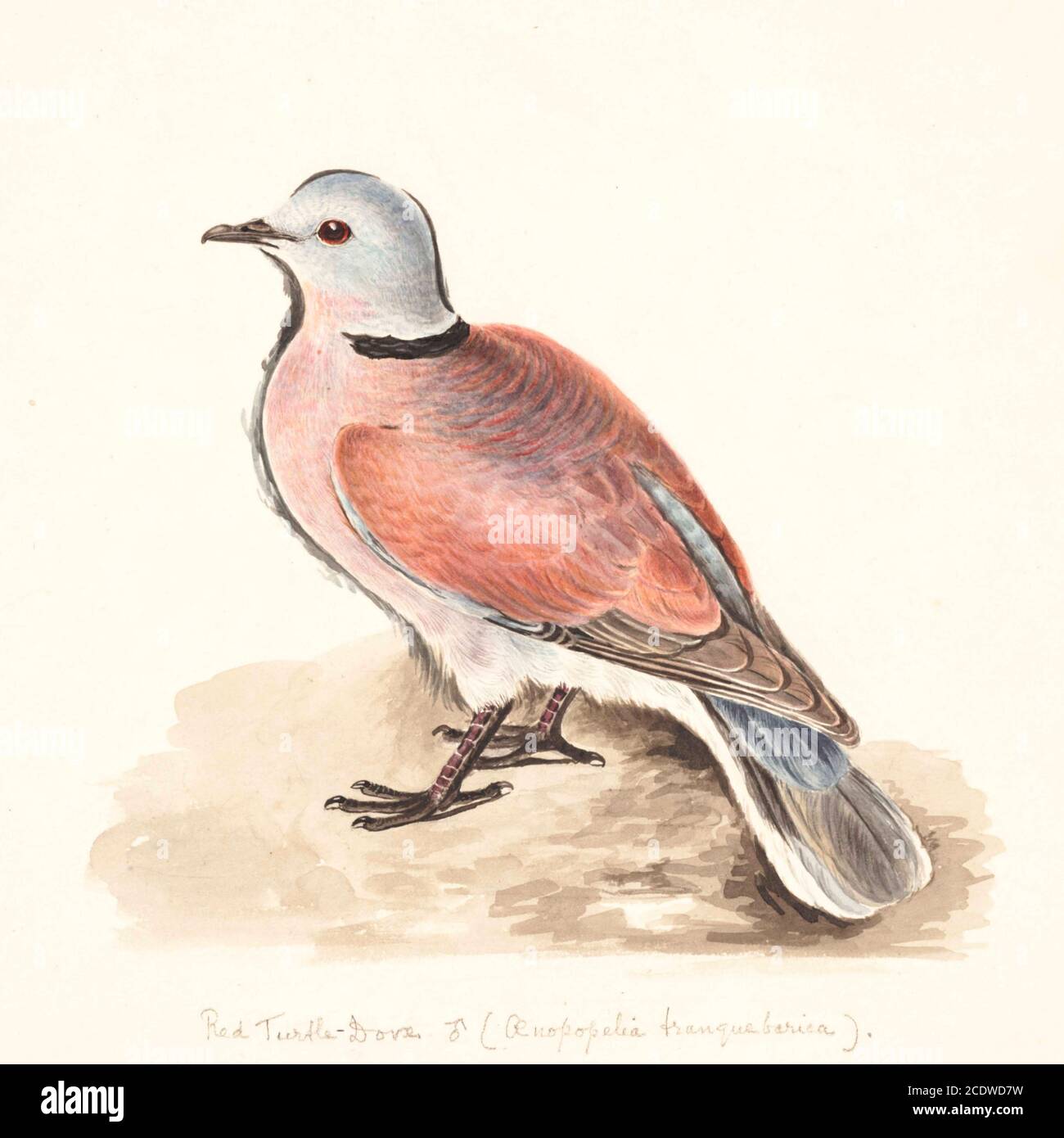 Die Rothalstaube (Streptopelia tranquebarica), auch als Rotschildtaube bekannt, ist eine kleine Taube, die in den Tropen Asiens beheimatet ist. Das Männchen hat einen blau-grauen Kopf und einen rot-braunen Körper. Das Weibchen ist viel plainer, mit hellbraunem Gefieder. Aquarellmalerei aus dem 18. Jahrhundert von Elizabeth Gwillim. Lady Elizabeth Symonds Gwillim (21. April 1763 – 21. Dezember 1807) war eine Künstlerin, die bis 1808 mit Sir Henry Gwillim, dem Puisne-Richter am Madras-Hofe, verheiratet war. Lady Gwillim malte eine Serie von etwa 200 Aquarellen von indischen Vögeln. Produziert etwa 20 Jahre vor John James Au Stockfoto