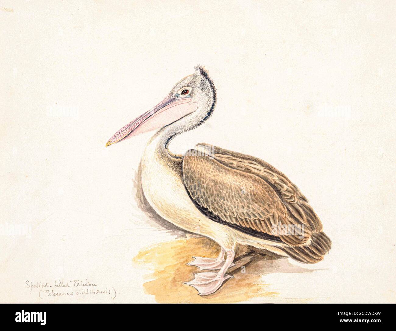 Der Fleckpelikan (Pelecanus philippensis) oder Graupelikan gehört zur Pelikanfamilie. Er brütet in Südasien von Südpakistan über Indien Ost bis Indonesien. Es ist ein Vogel von großen Binnengewässern und Küstengewässern, vor allem großen Seen. Es ist gefährdet und wird selten. Aquarellmalerei aus dem 18. Jahrhundert von Elizabeth Gwillim. Lady Elizabeth Symonds Gwillim (21. April 1763 – 21. Dezember 1807) war eine Künstlerin, die bis 1808 mit Sir Henry Gwillim, dem Puisne-Richter am Madras-Hofe, verheiratet war. Lady Gwillim malte eine Serie von etwa 200 Aquarellen von indischen Vögeln. Produziert etwa 20 Ye Stockfoto