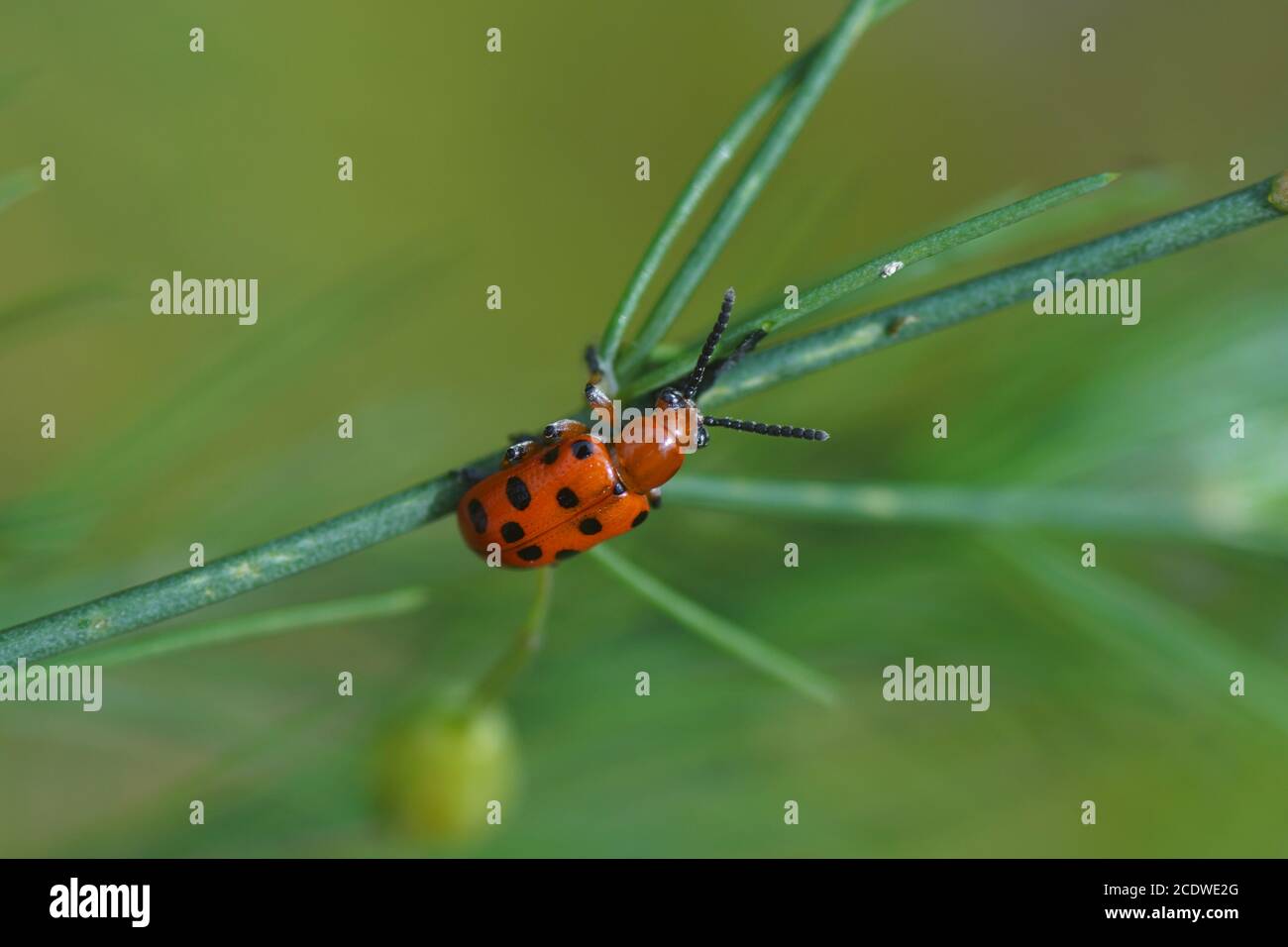 Getupfter Spargelkäfer (Crioceris duodecimpunctata) auf Spargel. Ein Käfer der Familie Blattkäfer (Chrysomelidae). Juni, in einem holländischen Garten Stockfoto