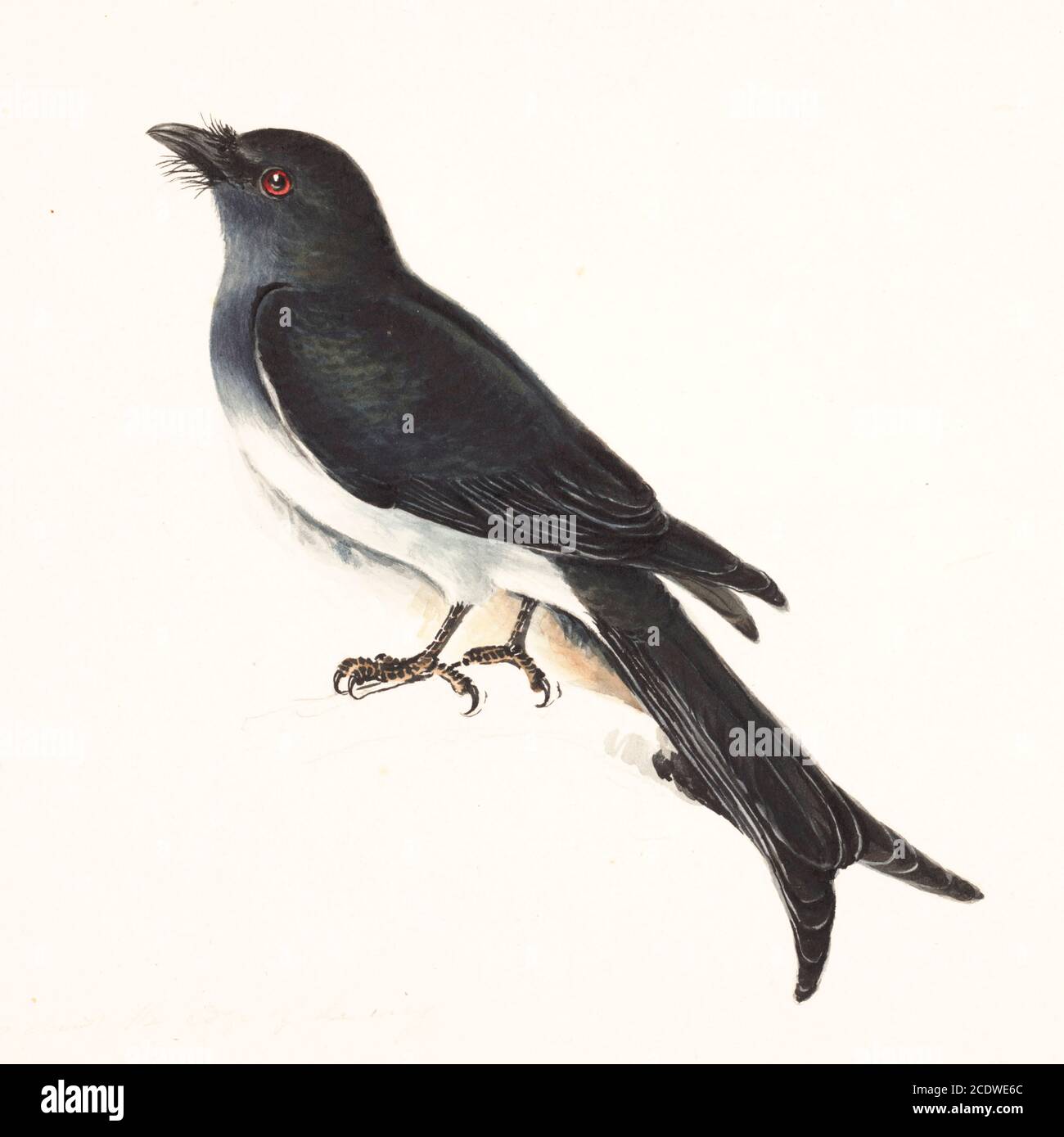 Der Weißbauchdrongo (Dicrurus caerulescens) ist eine Art von Drongo, die auf dem indischen Subkontinent gefunden wird. Wie andere Mitglieder der Familie Dicruridae, sind sie insektivös und hauptsächlich schwarz in der Farbe, aber mit einem weißen Bauch und Schlot. Jungvögel sind jedoch alle schwarz. Aquarellmalerei aus dem 18. Jahrhundert von Elizabeth Gwillim. Lady Elizabeth Symonds Gwillim (21. April 1763 – 21. Dezember 1807) war eine Künstlerin, die bis 1808 mit Sir Henry Gwillim, dem Puisne-Richter am Madras-Hofe, verheiratet war. Lady Gwillim malte eine Serie von etwa 200 Aquarellen von indischen Vögeln. Produziert etwa 20 Jahre vor John Stockfoto