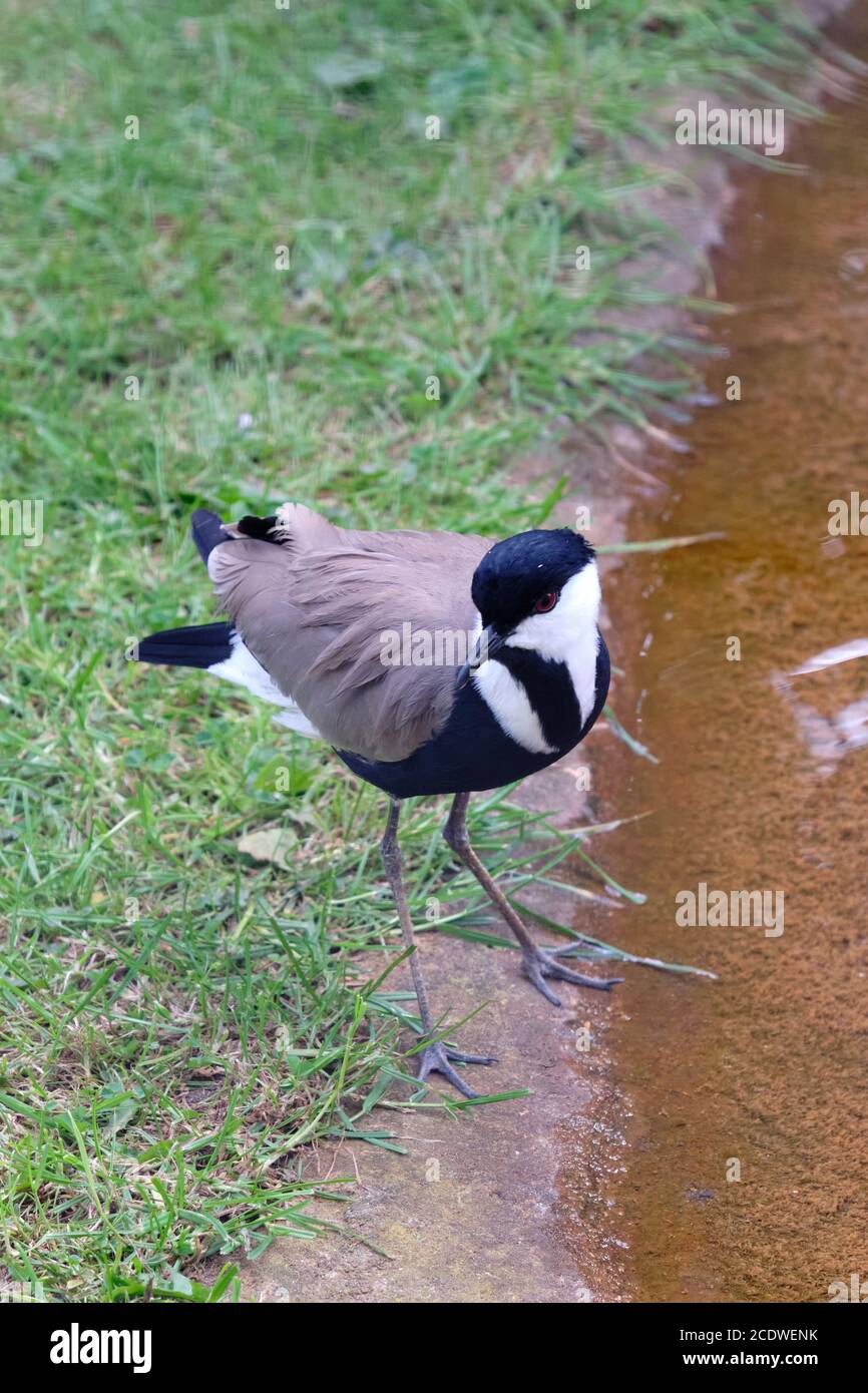 Chilenischer Kiebitz zu Fuß am Wasser, von oben gesehen Stockfoto