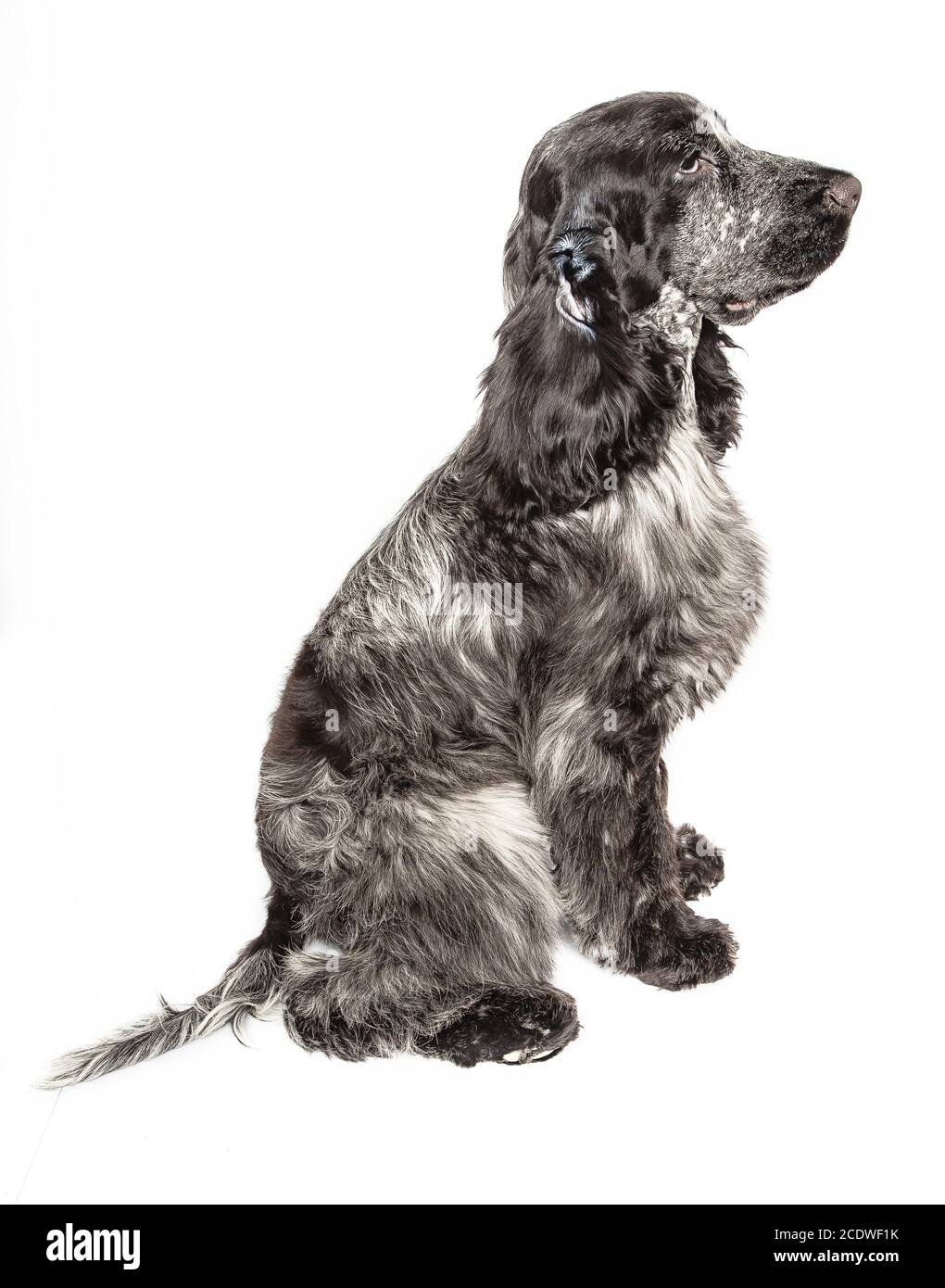 Englisch Cocker Spaniel sitzend Stockfoto