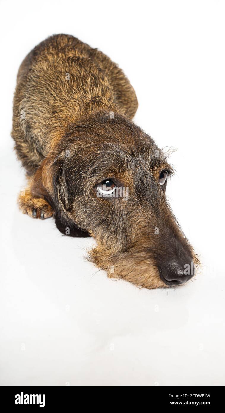 weiner Hund mit trauriger Optik Stockfoto