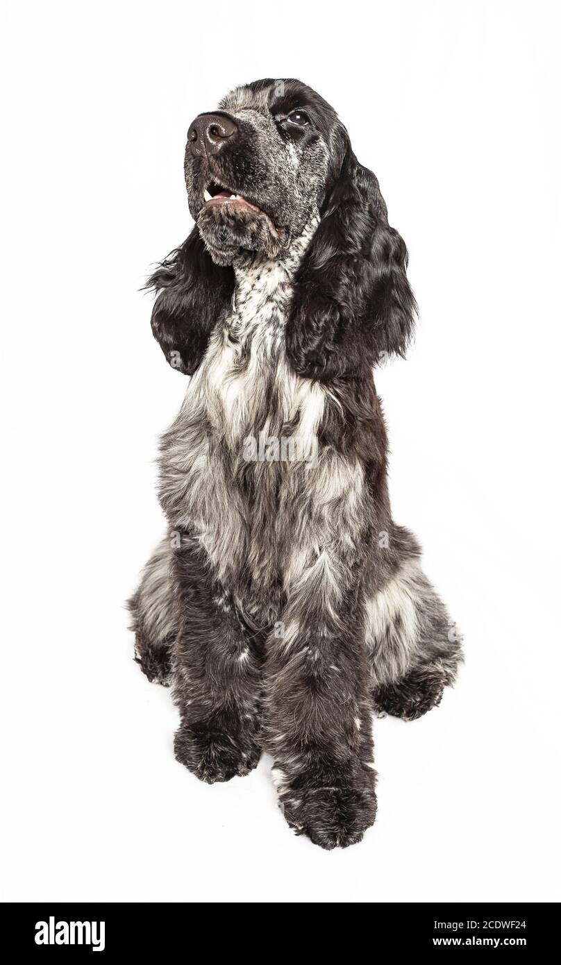 Schwarz / weiß Cockerspaniel Stockfoto