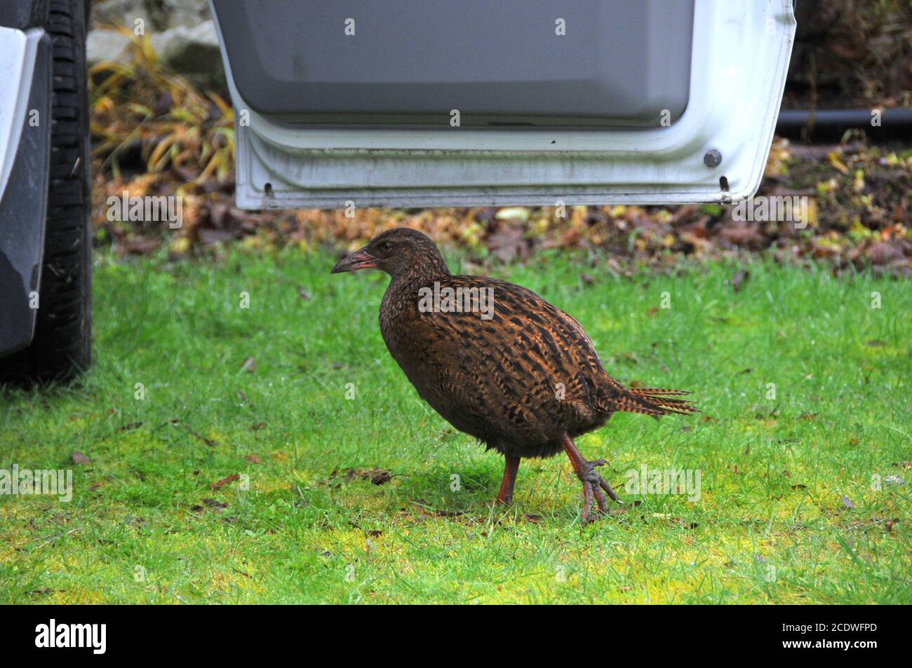 Der neuseeländische Vogel, der Weka, wird durch die offene Tür eines Wohnwagens neugierig Stockfoto
