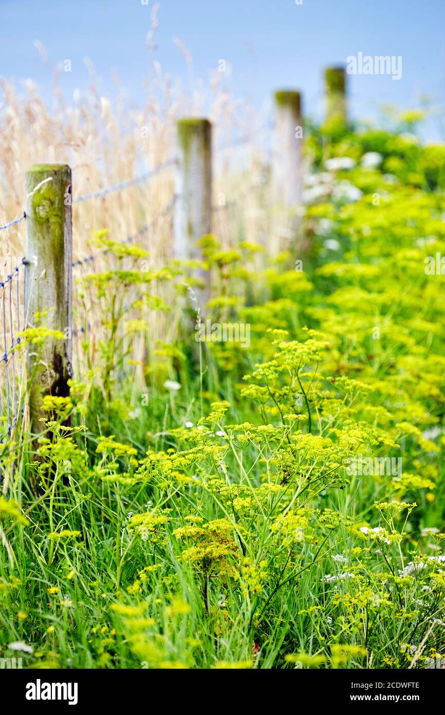 gelbe Pflanzen Stockfoto