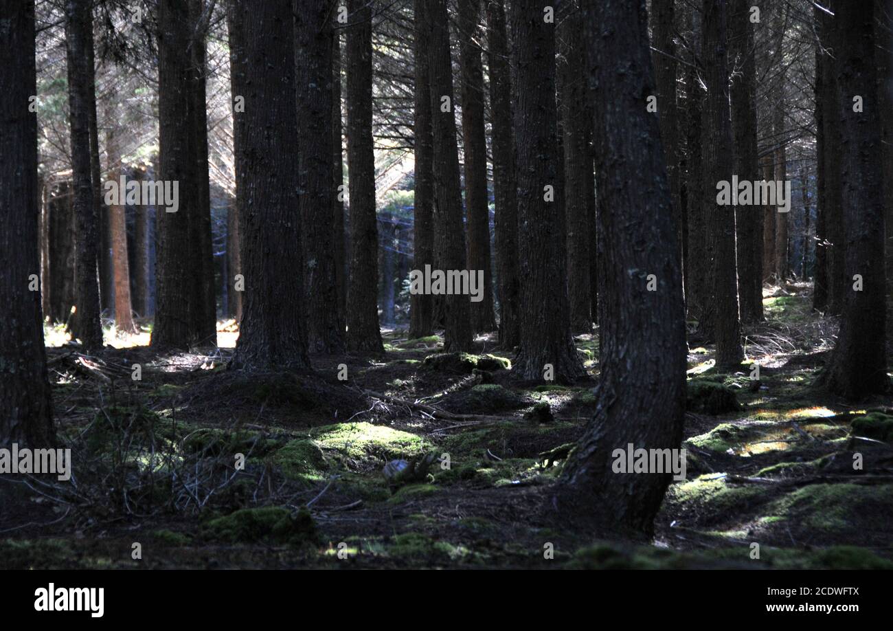 Hanmer Wald dunkle Kiefernfläche mit gefiltertem Sonnenlicht Stockfoto