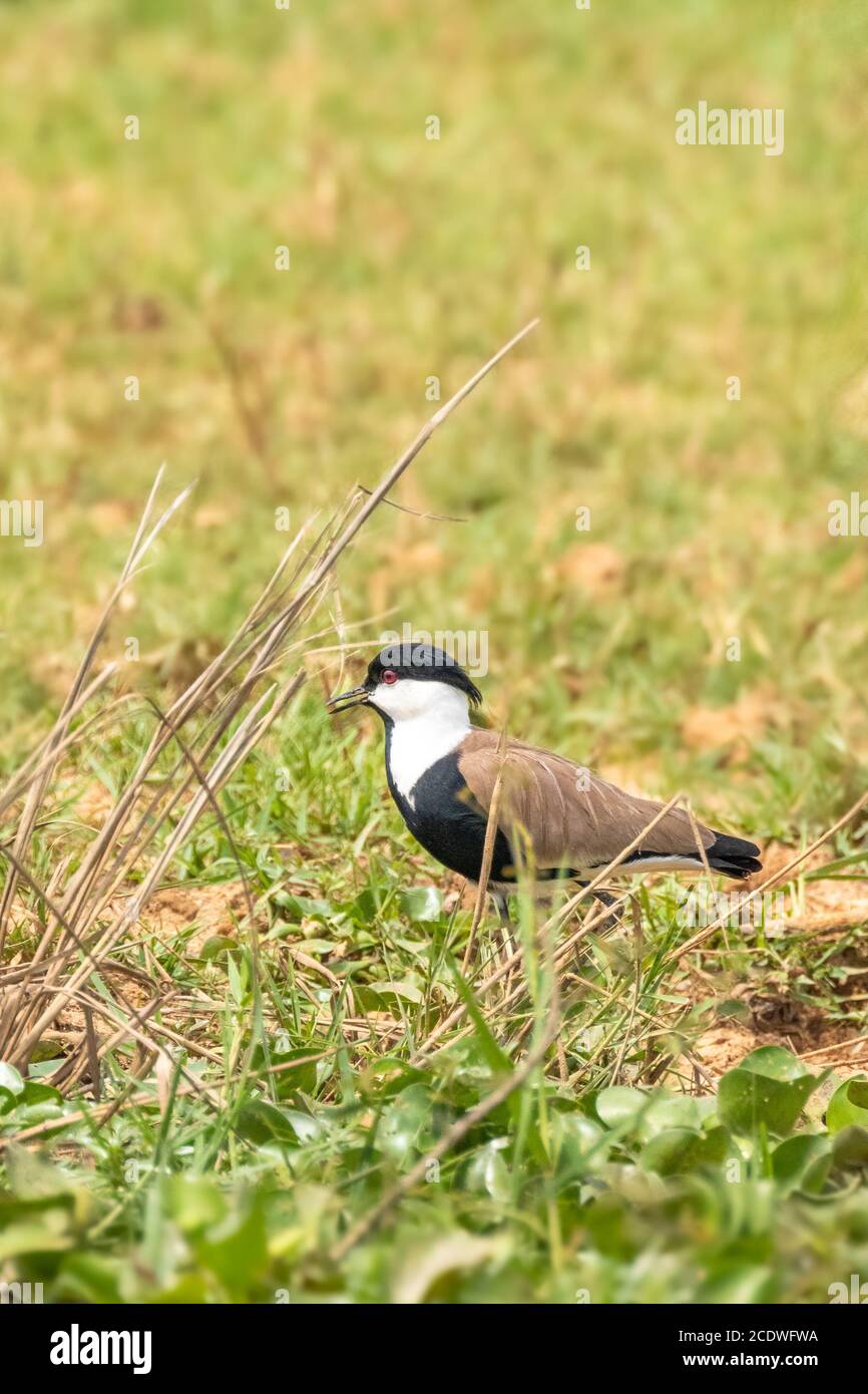 Der Spornflügel-Kiebitz (Vanellus spinosus) ist eine Kiebitz-Art, eine von einer Gruppe von Großwadern aus der Familie Charadriidae, M Stockfoto