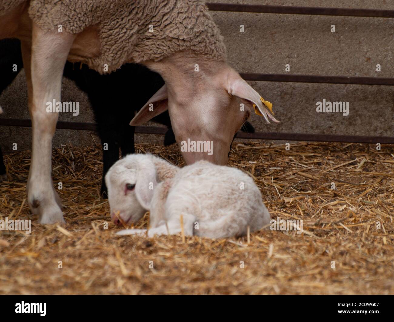 Ein Schaf kümmert sich um ein neugeborenes Lamm auf einem Bauernhof Stockfoto