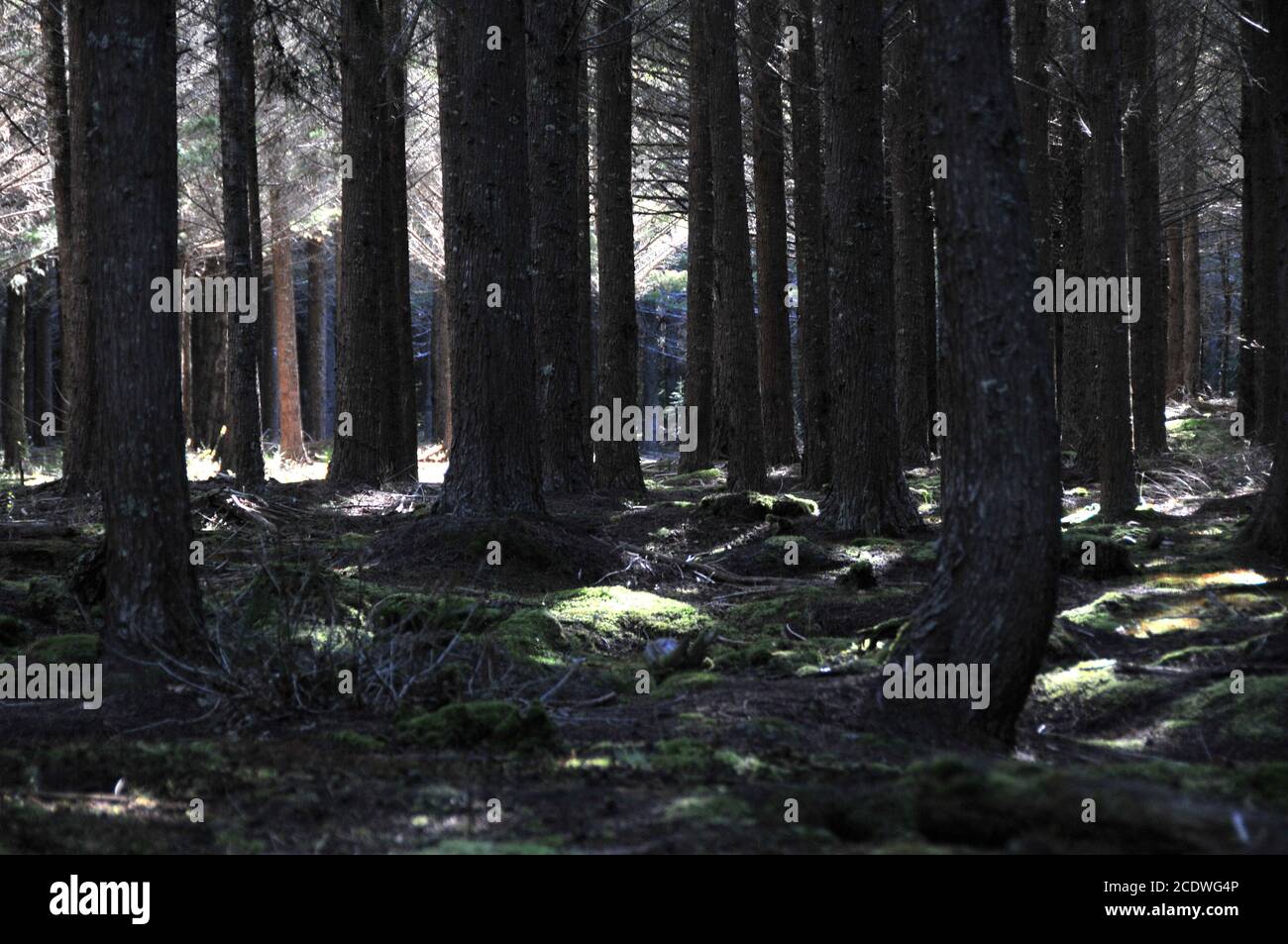 Hanmer Wald dunkle Kiefernfläche mit gefiltertem Sonnenlicht Stockfoto