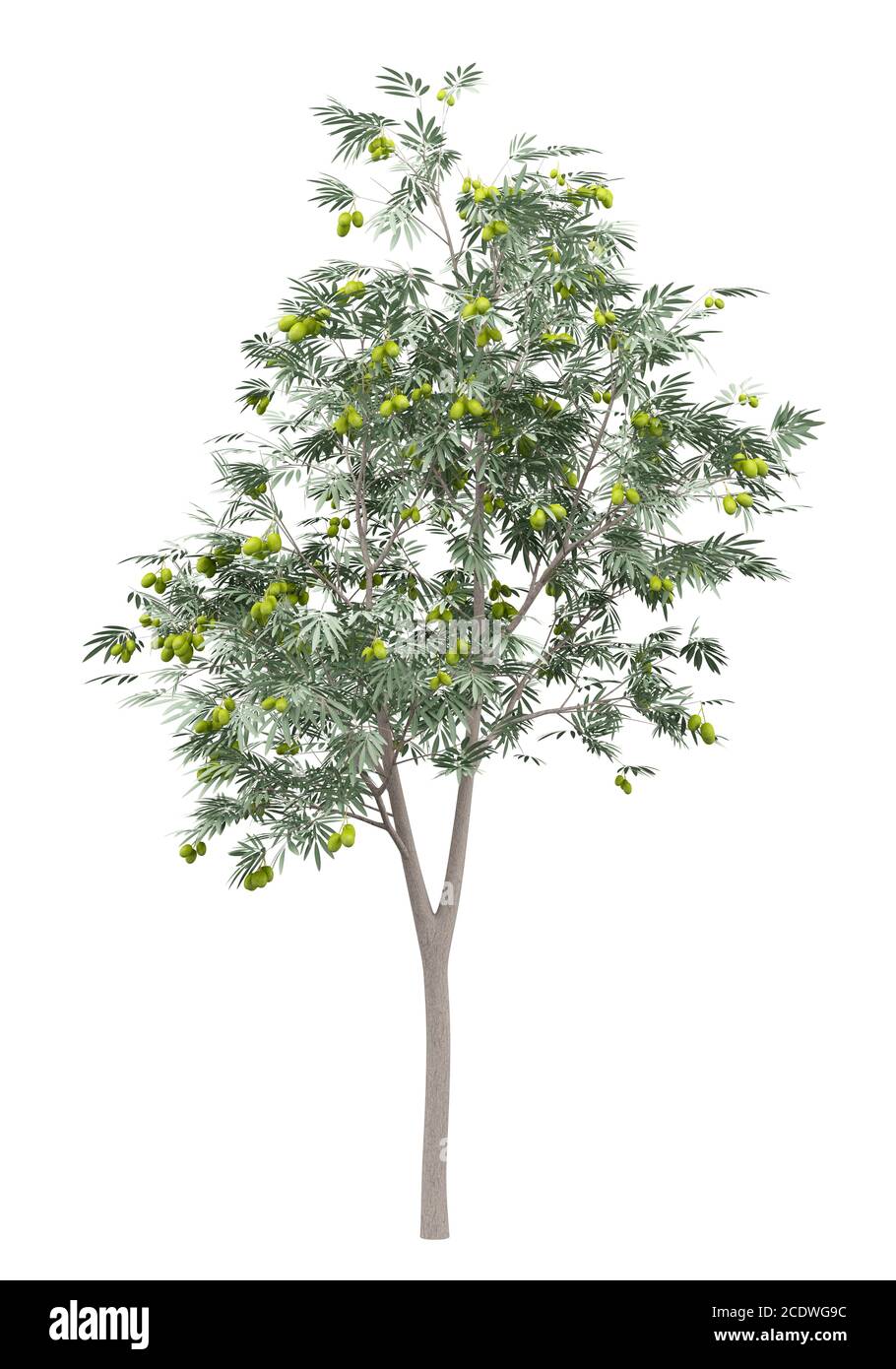 Olivenbaum mit Oliven isoliert auf weißem Hintergrund Stockfoto