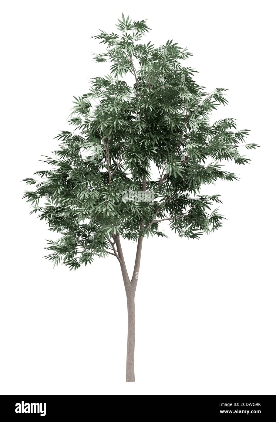 Olivenbaum isoliert auf weißem Hintergrund Stockfoto
