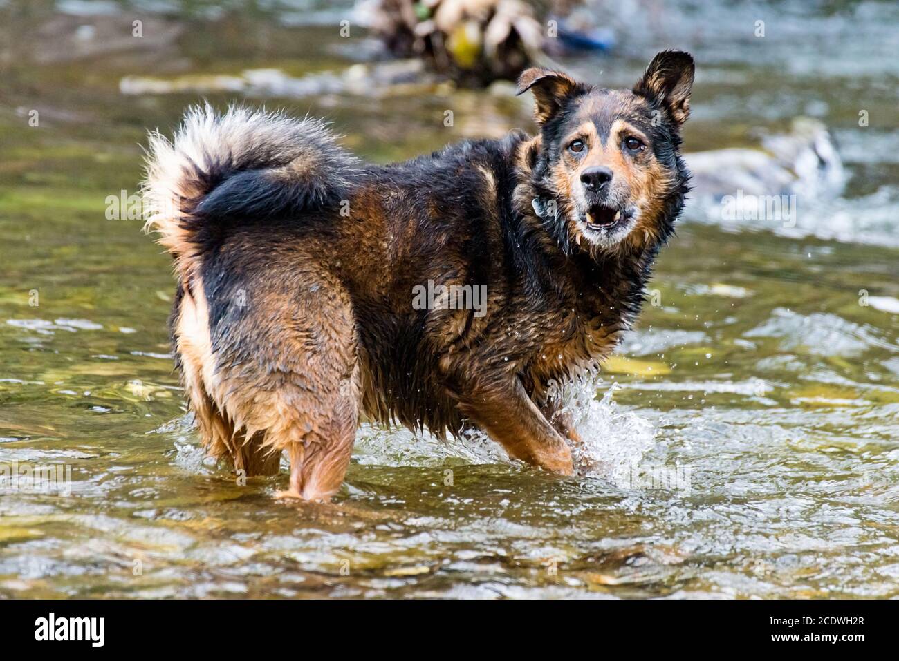 Terrier Mischlingshund spielt im Wasser Stockfoto