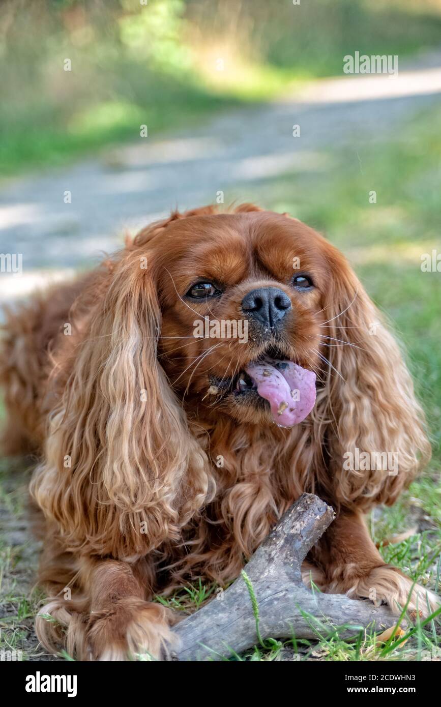 Cavalier King Charles Spaniel in Braun Ruby kaut auf einem Stick Stockfoto