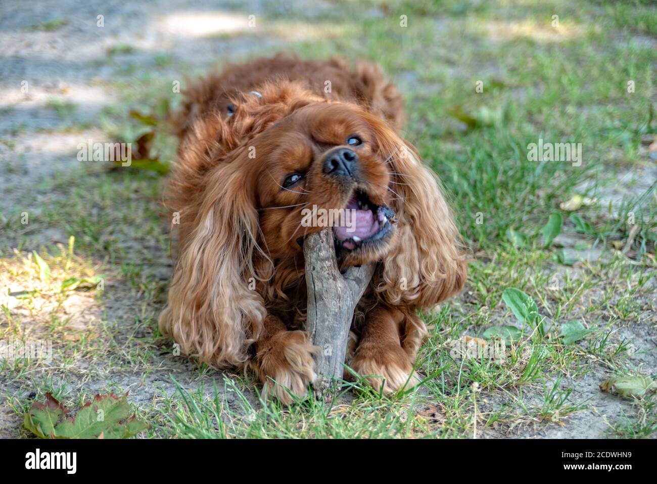 Cavalier King Charles Spaniel in Braun Ruby kaut auf einem Stick Stockfoto