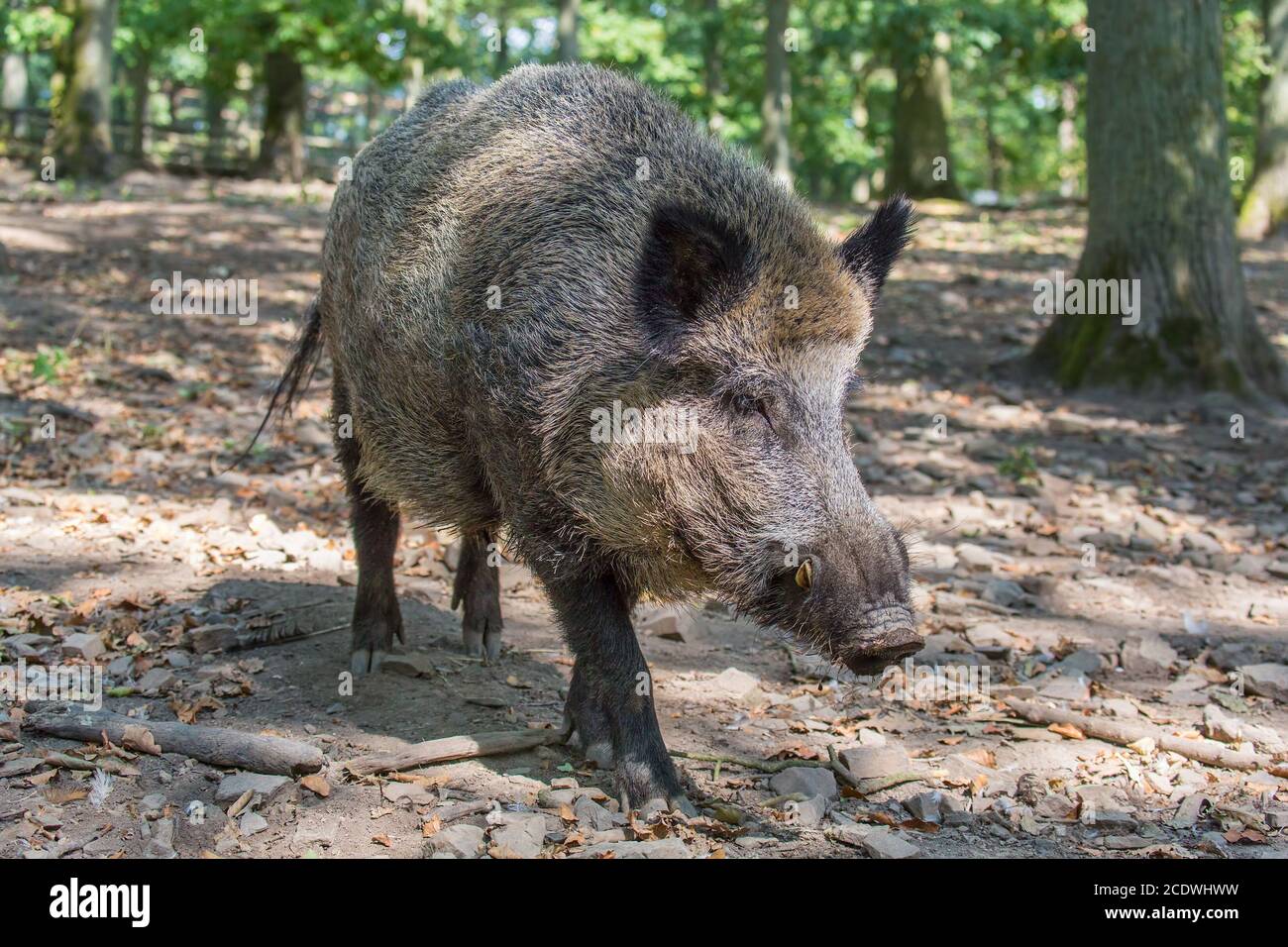 Nahaufnahme von Wildschweinen in holländischer Natur Stockfoto