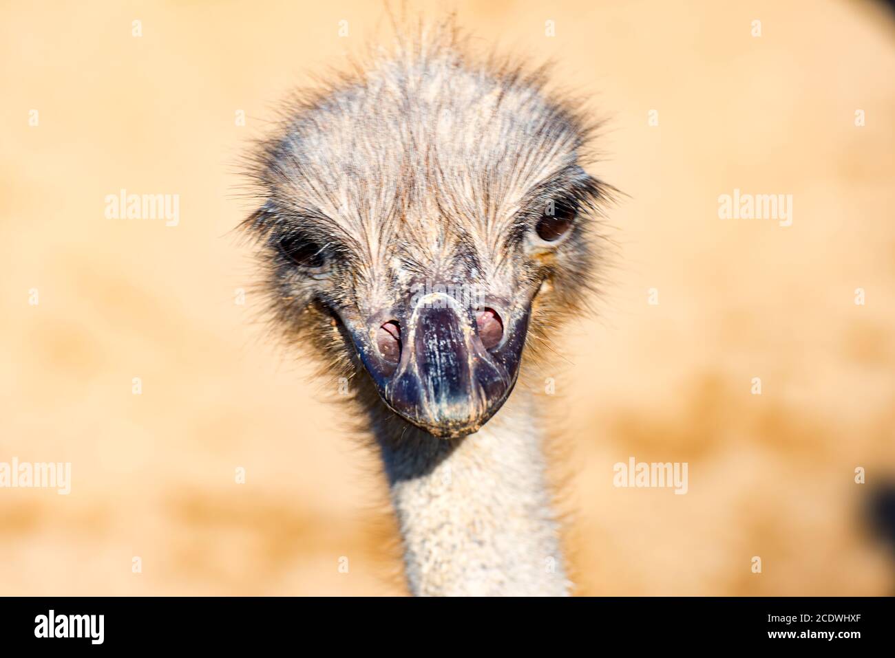 Der Kopf eines EMU-Vogels Stockfoto