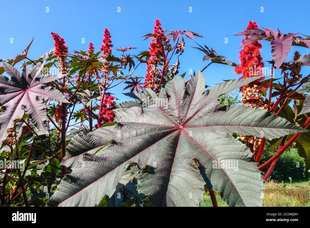 Rizinusbohnen Ricinus communis 'Roter Riese' Stockfoto