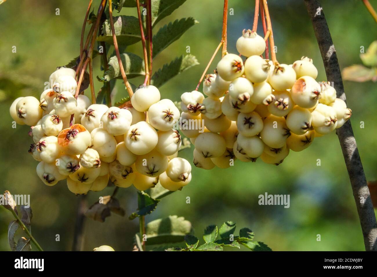 Eberesche Vogelbaum Sorbus fruticosa Sorbus Beeren Stockfoto