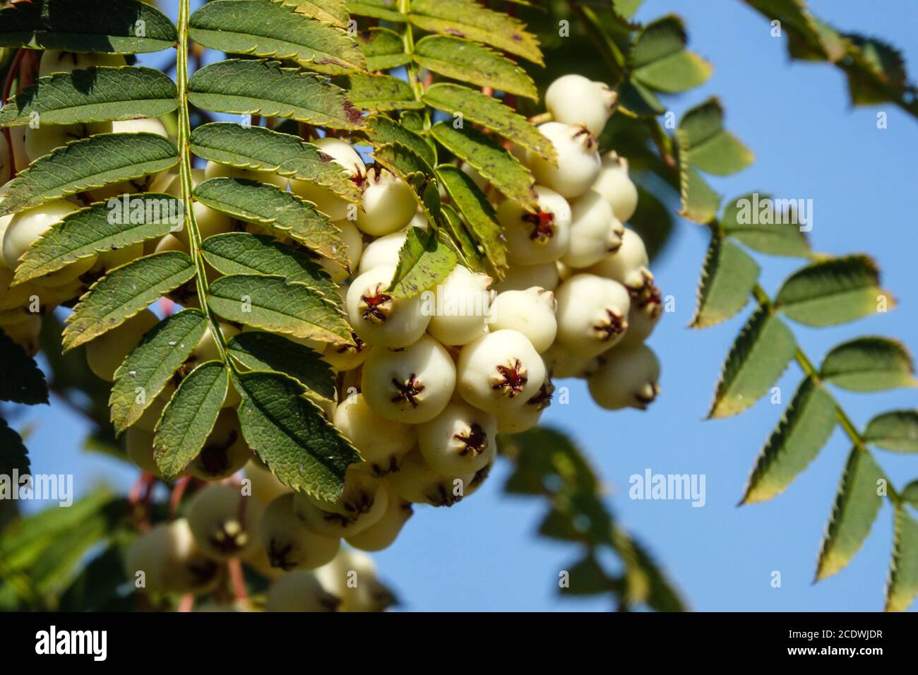 Eberesche Tree Rowan Zweig Sorbus fruticosa Weiße Beeren Stockfoto