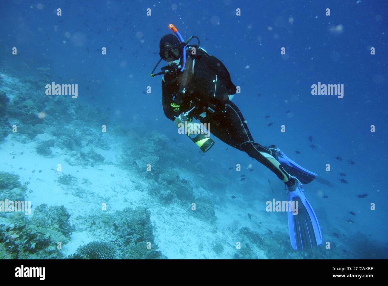 Taucher am Korallenriff im Maldive. Stockfoto