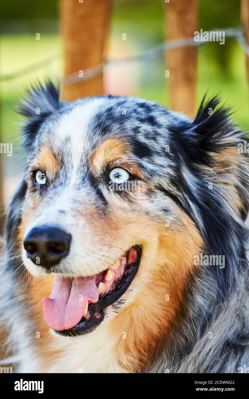 Blick auf einen Australian Shepherd Stockfoto
