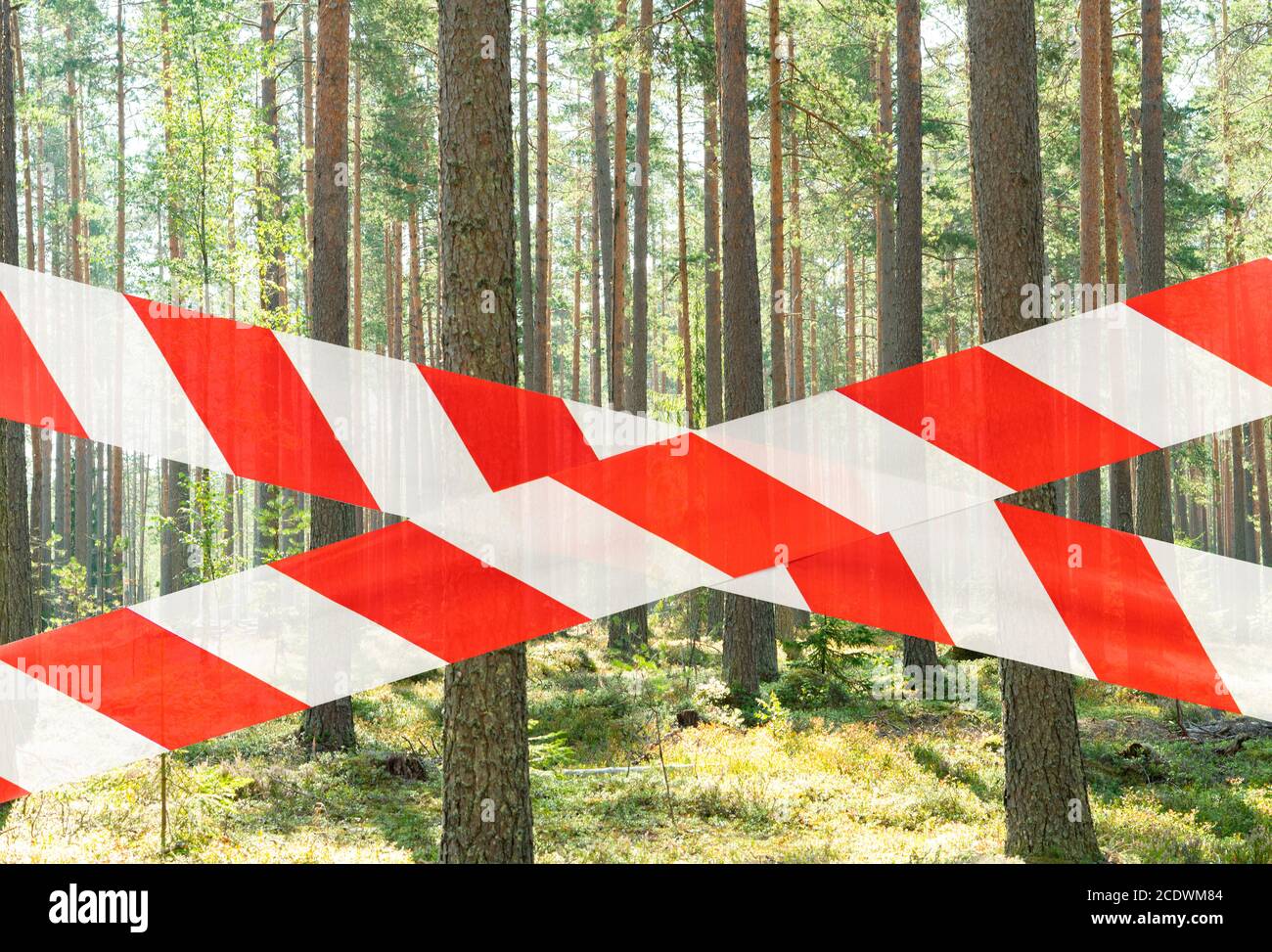 Geschlossener grüner Wildwald. Rette den Wald vor Feuer. Schöner grüner Regenwald geschlossen. Kein Eingang Kiefernwald. Brandschutz. Stockfoto