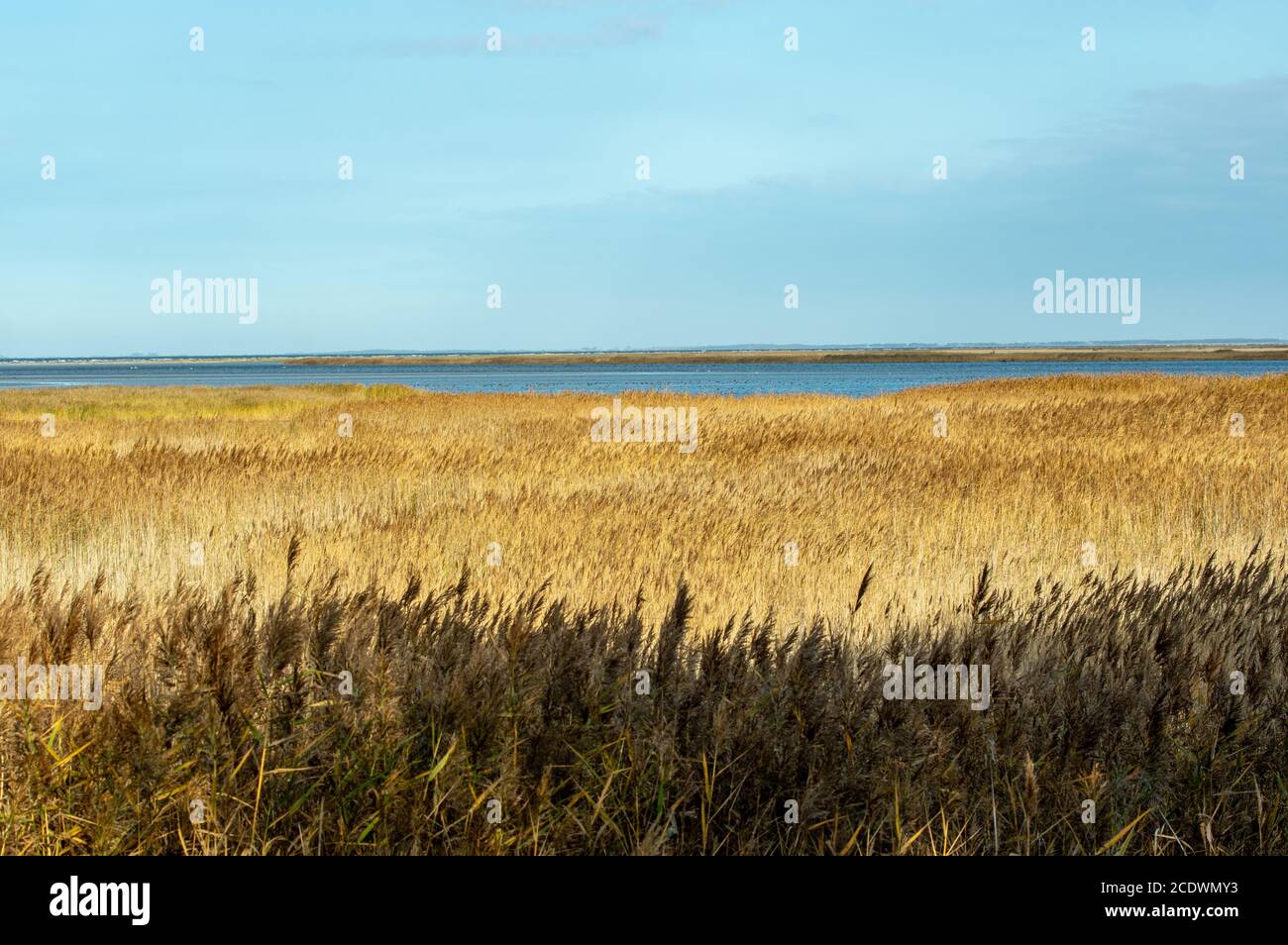 Naturschutzgebiet an der Eastsea Stockfoto