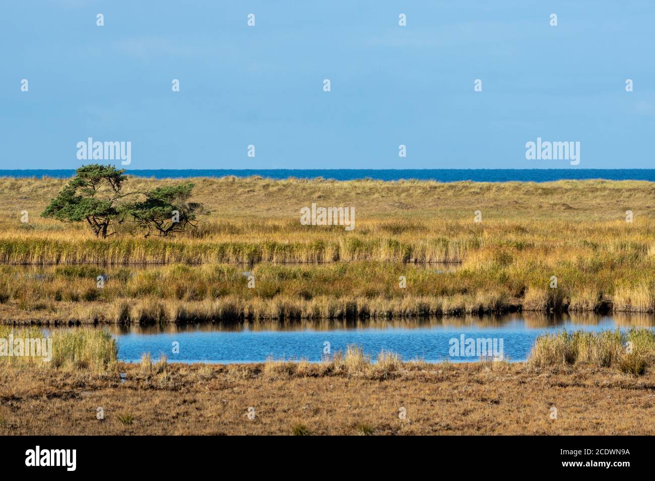 Naturschutzgebiet an der Eastsea Stockfoto