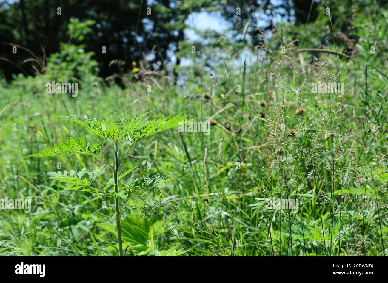 Ambrosia ist eine Quelle von Allergien. Blühende Ragweed wächst auf Wiesen und entlang Landstraßen. Stockfoto