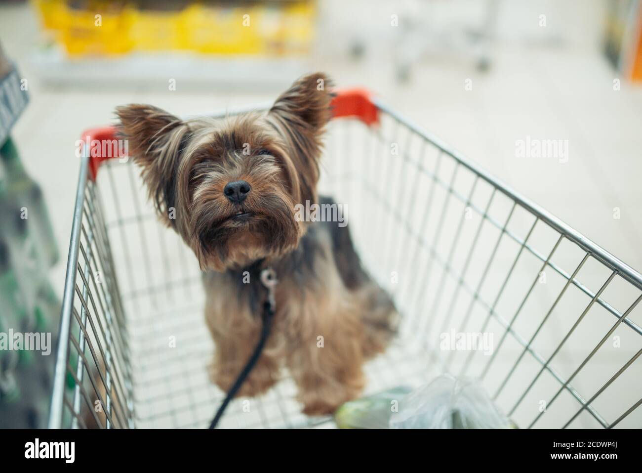Nette kleine Welpen Hund sitzt in einem Warenkorb auf verschwommene Shop Mall Hintergrund mit Menschen. Selektive Fokus Makro mit sh Stockfoto