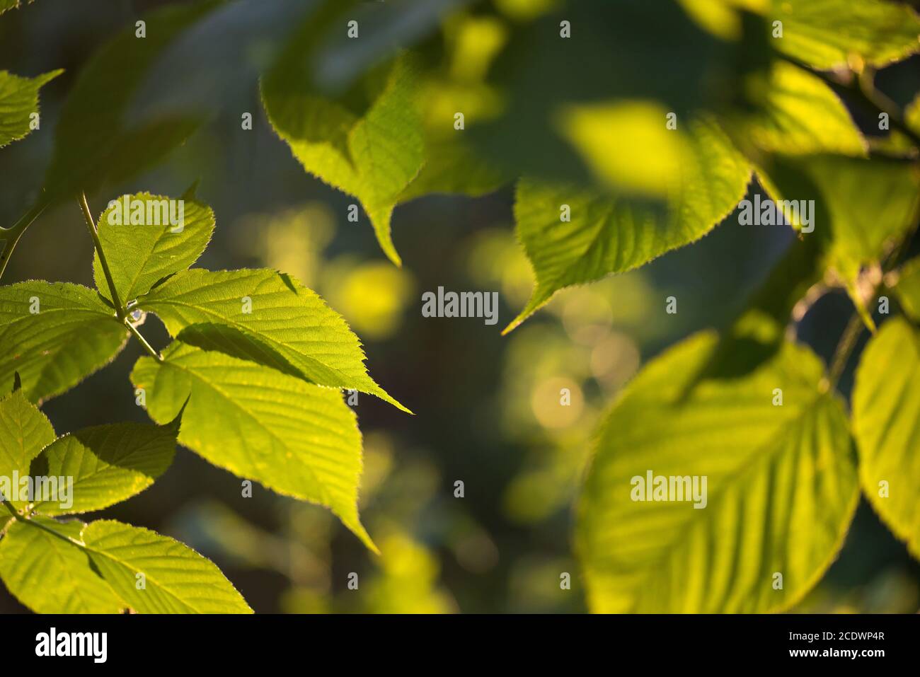 Grüne Blätter Laub leuchtet die Sonne scheint durch Frühling Sommer Hintergrund. Selektiver Fokus Makroaufnahme mit flachen DOF Stockfoto