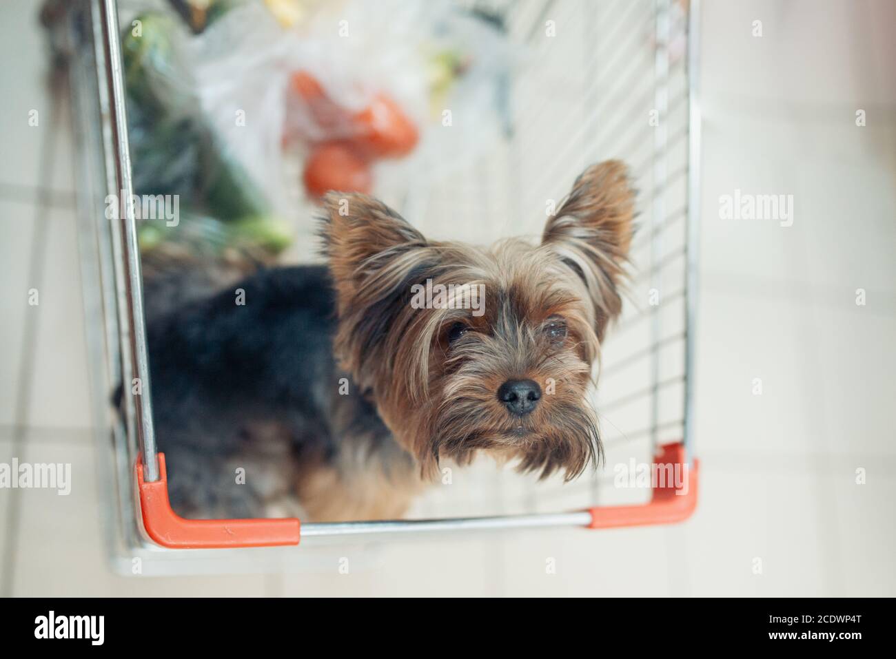 Nette kleine Welpen Hund sitzt in einem Warenkorb auf verschwommene Shop Mall Hintergrund mit Menschen. Selektive Fokus Makro mit sh Stockfoto