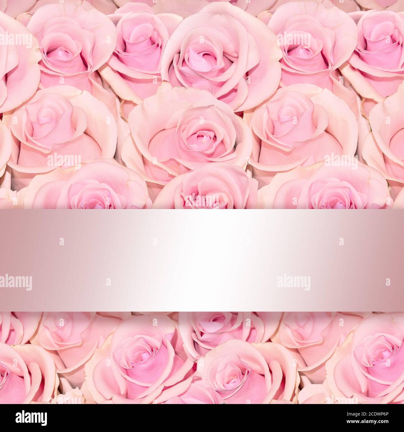 Schöne florale Hintergrund mit erstaunlichen rosa Rosen in der Nähe und Seidenband Stockfoto