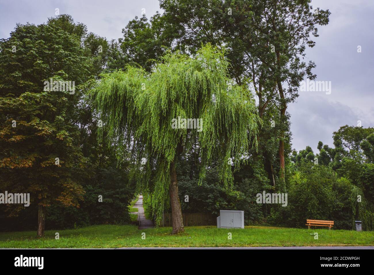 Trauerweide - Salix babylonica in Freudental, Deutschland Stockfoto