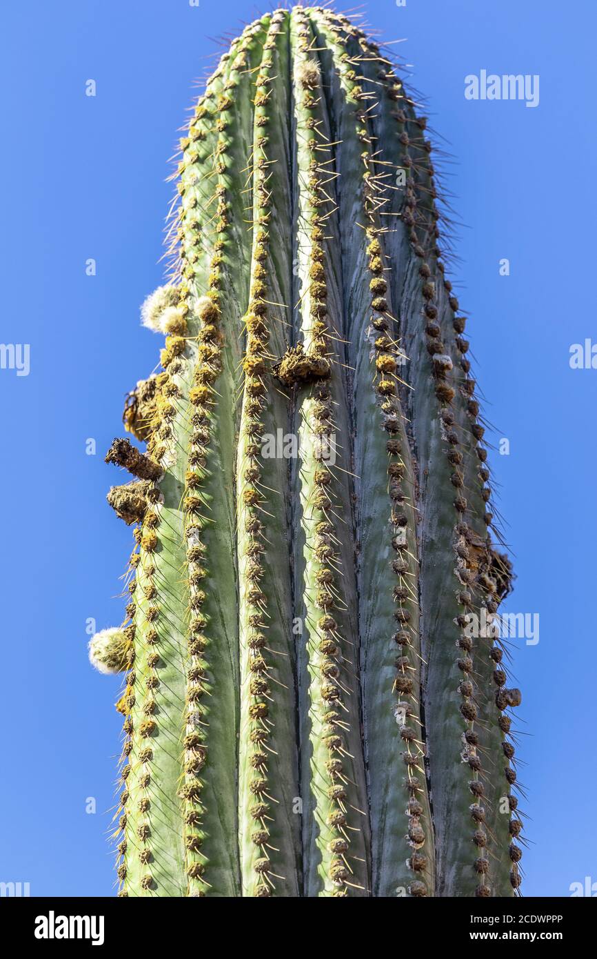 Chilenischer Kaktus Echinopsis atacamensis mit Blumen und blauem Himmel Stockfoto