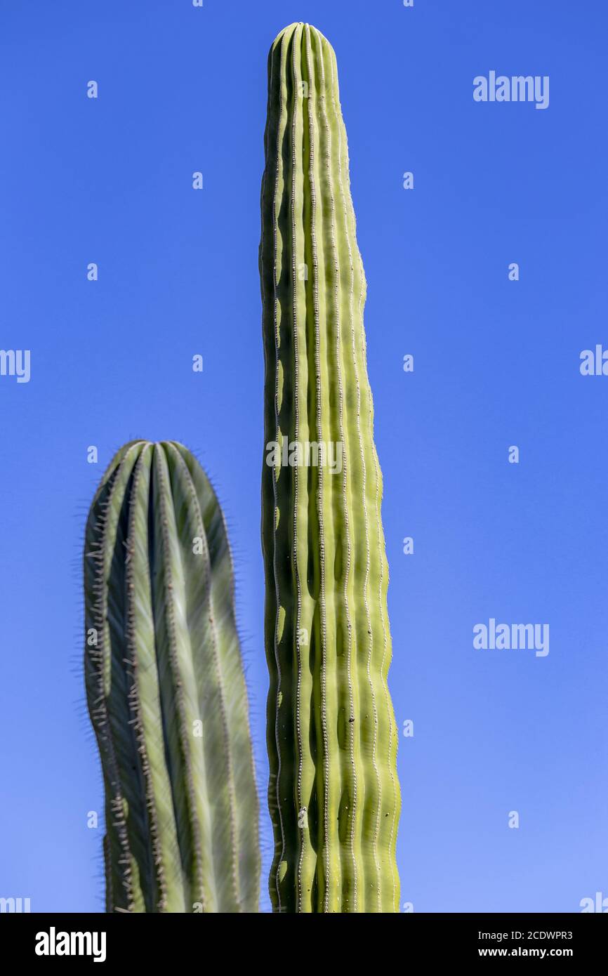 Mexikanischer Elefantenkaktus Pachycereus pringlei mit blauem Himmel Stockfoto