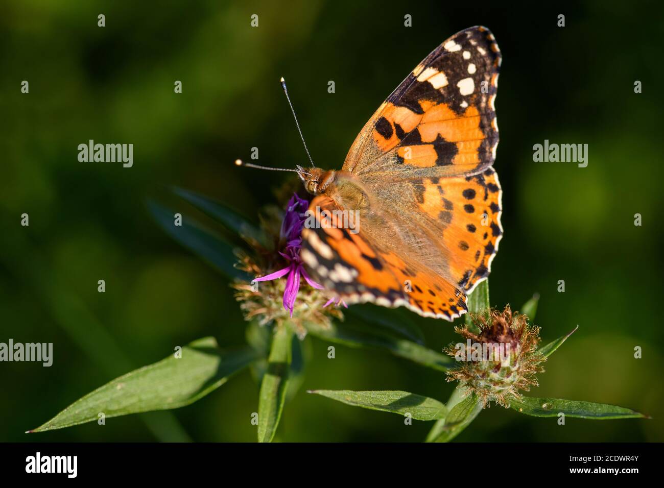 Gemalte Dame Schmetterling - Vanessa cardui, schöne farbige Schmetterling aus europäischen Wiesen und Wiesen, Tschechische Republik. Stockfoto