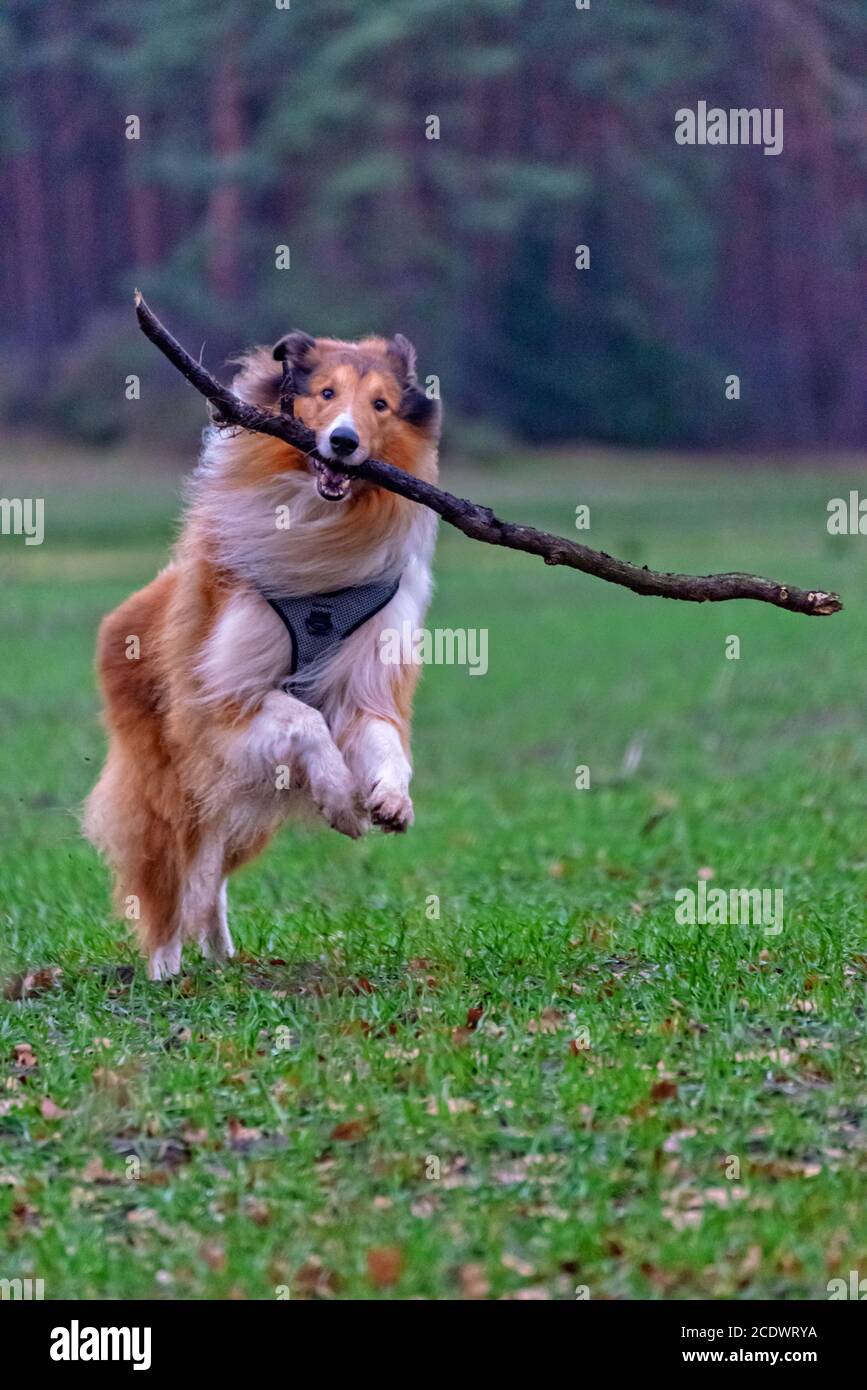 Amerikanische Langhaar Collie Stockfoto