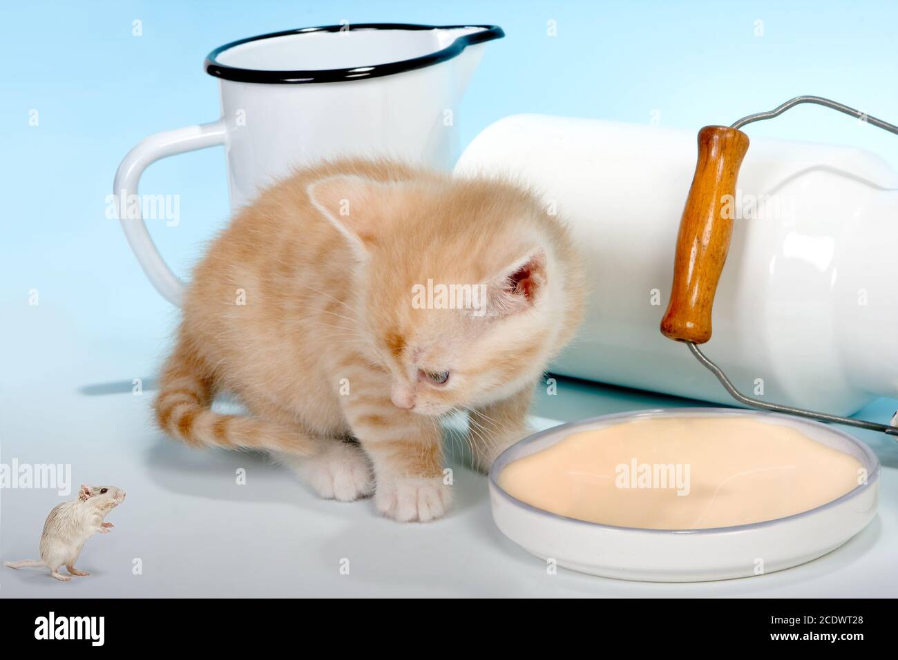Kleines rotes Kätzchen, das auf eine Maus schaut, die um Milch bittet Stockfoto