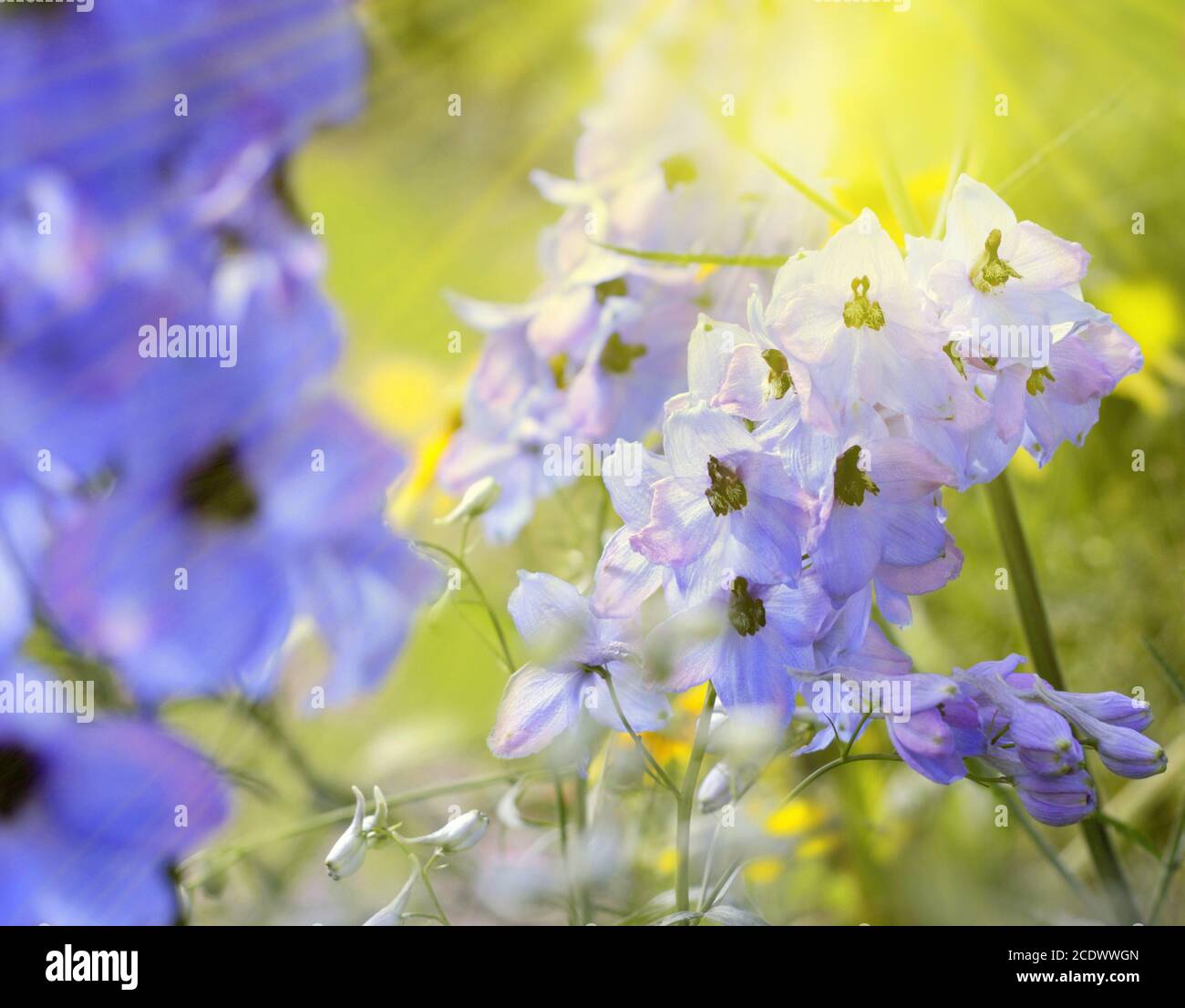 Blaue Delphinium Blume in einem Garten an einem hellen sonnigen Tag. Natur, Schönheit, Freizeit, Hintergrund. Stockfoto