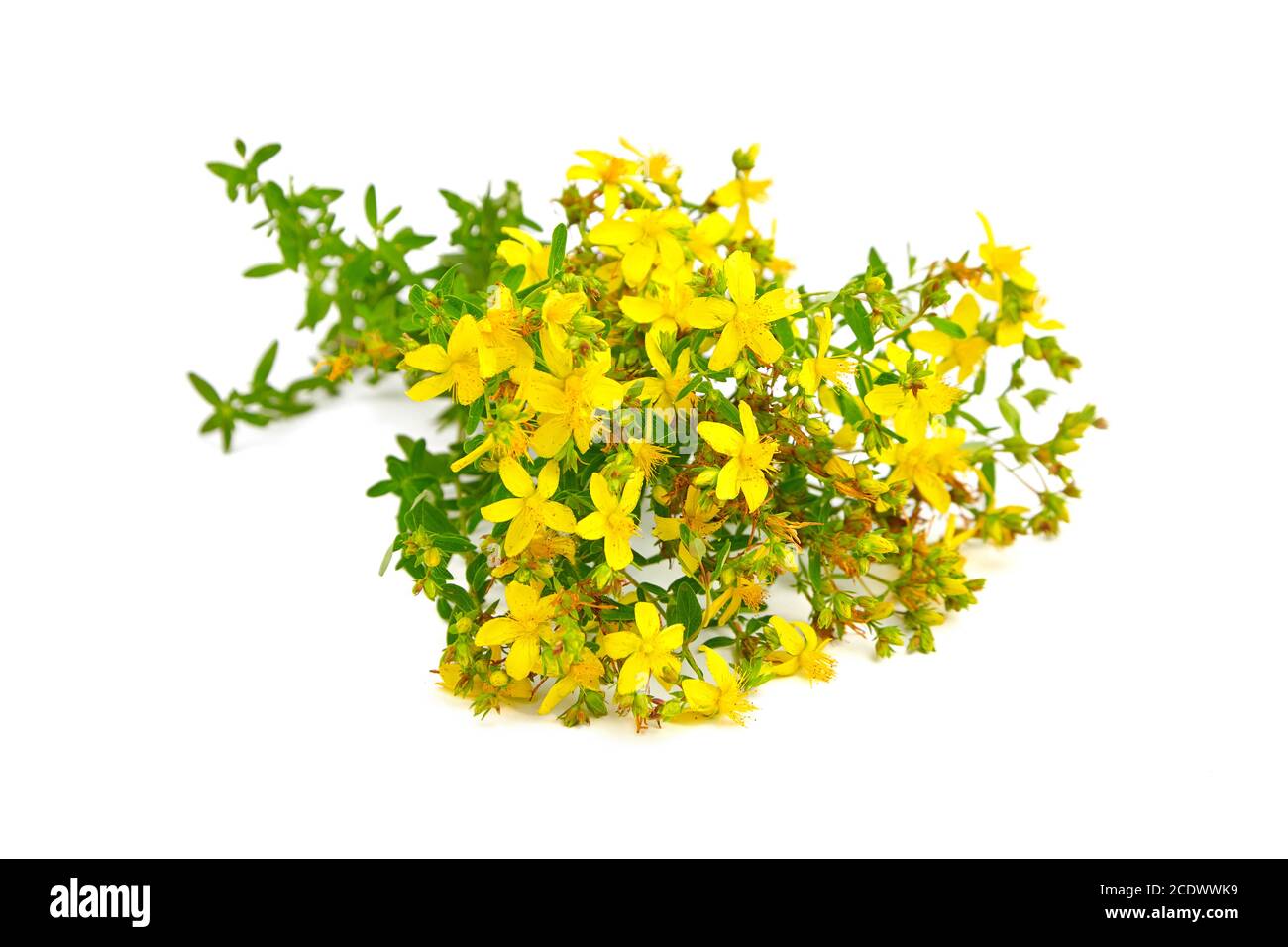 Johanniskraut (Hypericum perforatum) ist eine blühende Pflanze mit gelben Blüten, Heilkraut. Alternative Medizin, pflanzliche Heilmittel Stockfoto